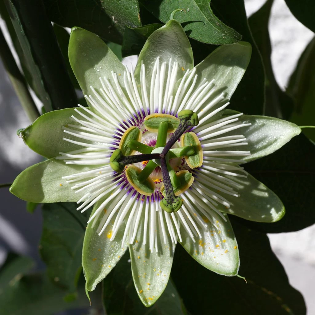 Passiflore - Passiflora White Lightening 3 Passiflore - Passiflora White Lightening