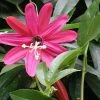 Passiflore - Passiflora (x) Exoniensis -Promesse de fleurs Boutique Passiflore Passiflora x exoniensis V 1011002 1