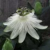 Passiflore Snow Queen - Fleur De La Passion