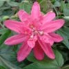 Passiflore Insignis Pink Passion - Fleur De La Passion -Promesse de fleurs Boutique Passiflore insignis Pink Passion 681331 1