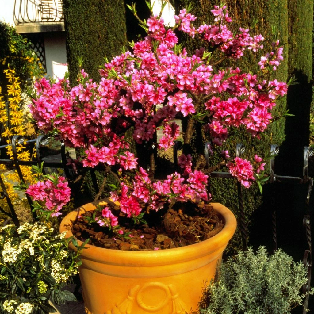 Pêcher Nain Diamond Zaipevi 3 Pêcher Nain Diamond Zaipevi