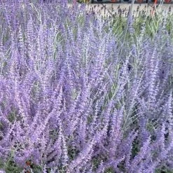 Perovskia Atriplicifolia Blue Steel