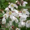 Philadelphus Dainty Lady - Seringat -Promesse de fleurs Boutique Philadelphus Dainty Lady 89455 1