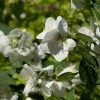 Seringat Des Jardins - Philadelphus Innocence -Promesse de fleurs Boutique Philadelphus Innocence 7975 1