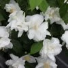 Seringat Blanc - Philadelphus Natchez