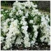Seringat - Philadelphus White Rock (Pekphil) -Promesse de fleurs Boutique Philadelphus White Rock Pekphil 84194 1