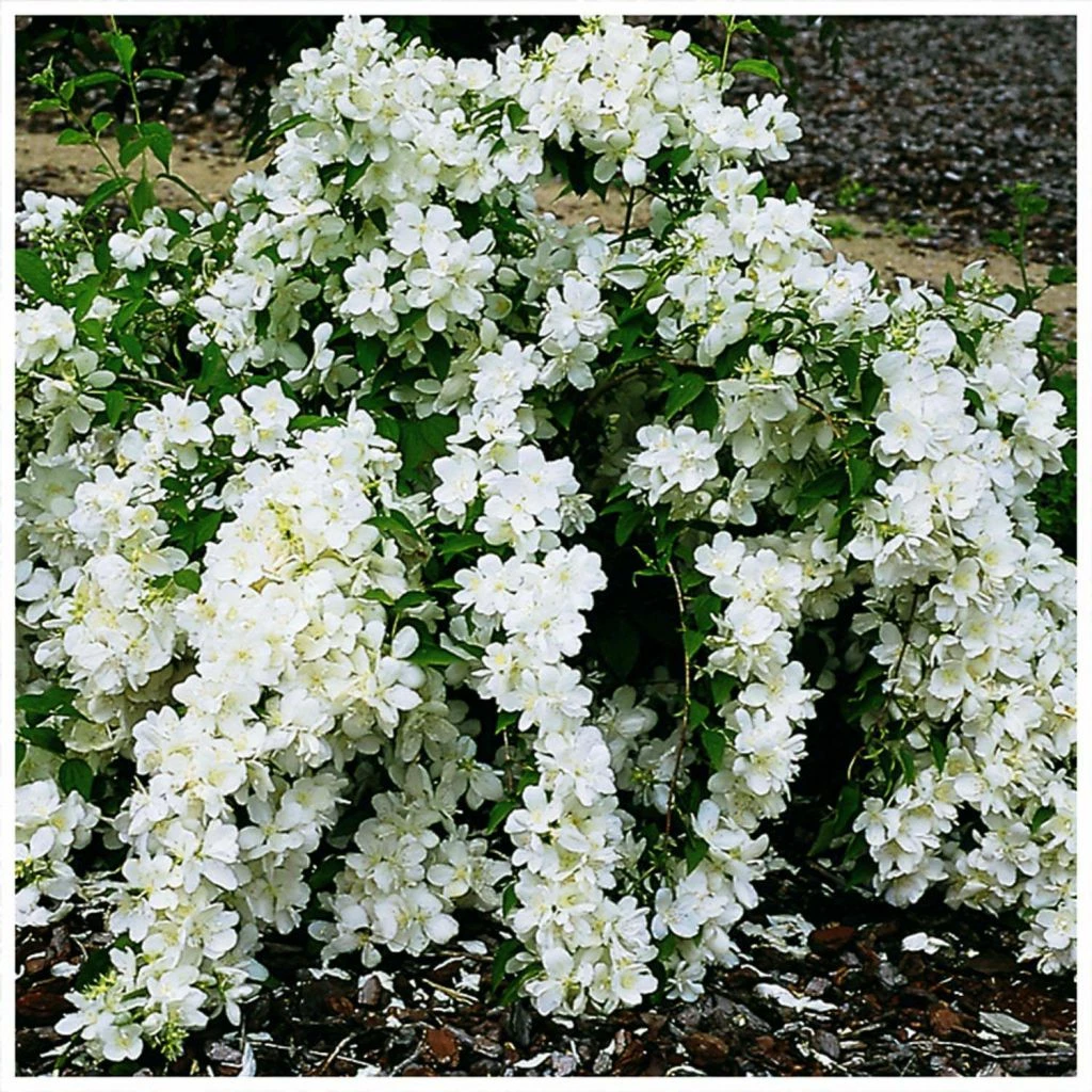 Seringat - Philadelphus White Rock (Pekphil) 3 Seringat - Philadelphus White Rock (Pekphil)