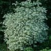 Seringat Des Jardins - Philadelphus Coronarius Variegatus -Promesse de fleurs Boutique Philadelphus coronarius Variegatus 781845 1