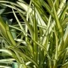 Phormium Cream Delight - Lin Des Montagnes. -Promesse de fleurs Boutique Phormium Cream Delight 83414 1