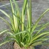 Phormium Golden Ray - Lin De Nouvelle-Zélande -Promesse de fleurs Boutique Phormium Golden Ray 83419 1