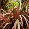 Phormium Pink Panther - Lin De Nouvelle-Zélande -Promesse de fleurs Boutique Phormium Pink Panther 83513 1