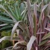 Phormium Pink Stripe - Lin De Nouvelle-Zélande -Promesse de fleurs Boutique Phormium Pink Stripe 83514 1