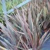 Phormium Rainbow Queen - Lin De Nouvelle-Zélande -Promesse de fleurs Boutique Phormium Rainbow Queen 82779 1