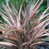 Phormium Rainbow Sunrise - Lin De Nouvelle-Zélande -Promesse de fleurs Boutique Phormium Rainbow Sunrise 85029 1