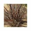 Phormium Special Red - Lin De Nouvelle-Zélande -Promesse de fleurs Boutique Phormium Special Red 89994 1