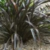 Phormium Cookianum Black Adder - Lin Des Montagnes. -Promesse de fleurs Boutique Phormium cookianum Black adder 83417 1