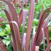 Phormium Tenax Evening Glow - Lin De Nouvelle-Zélande -Promesse de fleurs Boutique Phormium tenax Evening Glow 83430 1