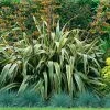 Phormium Tenax Variegatum - Lin De Nouvelle-Zélande -Promesse de fleurs Boutique Phormium tenax Variegatum 81321 1 1