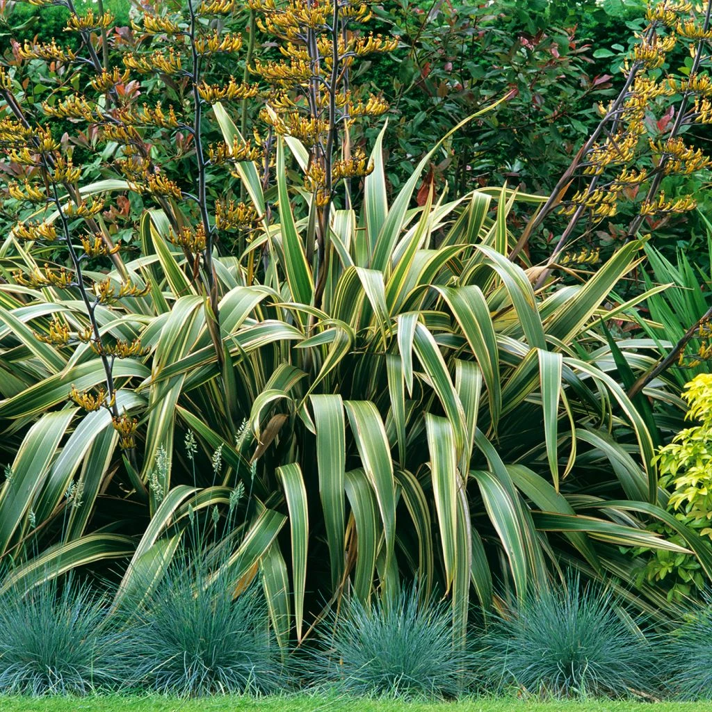 Phormium Tenax Variegatum - Lin De Nouvelle-Zélande 3 Phormium Tenax Variegatum - Lin De Nouvelle-Zélande