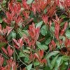 Photinia Little Red Robin 2 Photinia Little Red Robin -Promesse de fleurs Boutique Photinia Fraseri Little Red Robin 781765 1
