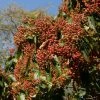 Photinia Beauverdiana Var. Notabilis -Promesse de fleurs Boutique Photinia beauverdiana var notabilis 87148 1