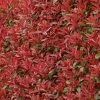 Photinia Fraseri Carré Rouge -Promesse de fleurs Boutique Photinia fraseri Carre Rouge 85708 1