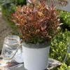 Photinia Fraseri Chico 2 Photinia Fraseri Chico -Promesse de fleurs Boutique Photinia fraseri Chico 85646 1
