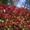 Photinia Fraseri Devil's Dream -Promesse de fleurs Boutique Photinia fraseri Devil s Dream IF 17927 1