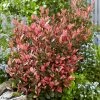Photinia Fraseri Little Fenna 2 Photinia Fraseri Little Fenna -Promesse de fleurs Boutique Photinia fraseri Little Fenna copyright 17928 1