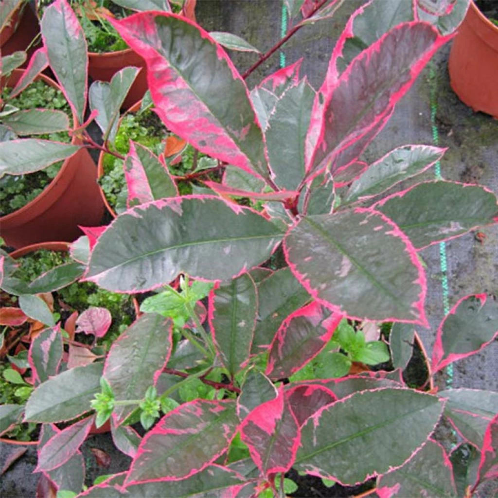 Photinia Fraseri Louise 3 Photinia Fraseri Louise