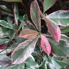 Photinia Fraseri Pink Marble -Promesse de fleurs Boutique Photinia fraseri Pink Marble 7589 1