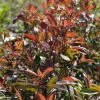 Photinia Fraseri Red Ballcoon 2 Photinia Fraseri Red Ballcoon -Promesse de fleurs Boutique Photinia fraseri Red Ballcoon V 19040 1