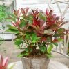 Photinia Fraseri Red Light -Promesse de fleurs Boutique Photinia fraseri Red Light copyright 17929 1