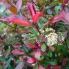 Photinia Fraseri Baton Rouge 2 Photinia Fraseri Baton Rouge -Promesse de fleurs Boutique Photinia x fraseri Baton Rouge copyright 1007582 1