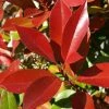 Photinia Fraseri Dynamo Red 2 Photinia Fraseri Dynamo Red -Promesse de fleurs Boutique Photinia x fraseri Dynamo Red copyright 1007591 1