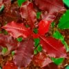 Photinia X Fraseri Magical Volcano -Promesse de fleurs Boutique Photinia x fraseri Magical Volcano 100158 1