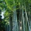 Phyllostachys Edulis (= Pubescens) - Bambou Géant