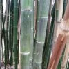 Phyllostachys Parvifolia - Bambou Géant -Promesse de fleurs Boutique Phyllostachys parvifolia 85246 3