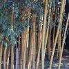 Phyllostachys Viridis Sulphurea - Bambou 2 Phyllostachys Viridis Sulphurea - Bambou -Promesse de fleurs Boutique Phyllostachys viridis Sulphurea 84916 1