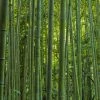 Phyllostachys Vivax MacClure (type) - Bambou Géant -Promesse de fleurs Boutique Phyllostachys vivax MacClure 85247 1