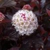 Physocarpus Opulifolius Lady In Red - Physocarpe à Feuillage Pourpre 2 Physocarpus Opulifolius Lady In Red - Physocarpe à Feuillage Pourpre -Promesse de fleurs Boutique Physocarpus lady in red copyright promesse Fabien 813362 1