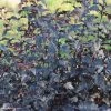 Physocarpus Opulifolius All Black - Physocarpe Noir -Promesse de fleurs Boutique Physocarpus opulifolius All Black 84464 3
