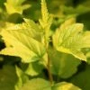 Physocarpus Opulifolius Angel Gold - Physocarpe 2 Physocarpus Opulifolius Angel Gold - Physocarpe -Promesse de fleurs Boutique Physocarpus opulifolius Angel Gold 84201 5