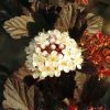 Physocarpus Opulifolius Summer Wine -Promesse de fleurs Boutique Physocarpus opulifolius Summer Wine 84410 1