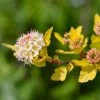 Physocarpus Opulifolius Tiny Wine Gold 2 Physocarpus Opulifolius Tiny Wine Gold -Promesse de fleurs Boutique Physocarpus opulifolius Tiny Wine Gold copyright 1007661 1