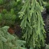 Picea Abies Frohburg - Epicea Pleureur -Promesse de fleurs Boutique Picea abies Frohburg 0675002 1