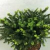 Epicea Commun - Picea Abies Hana Subutus 2 Epicea Commun - Picea Abies Hana Subutus -Promesse de fleurs Boutique Picea abies Hana Subutus 676002 1