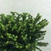 Epicea Commun - Picea Abies Maxwellii -Promesse de fleurs Boutique Picea abies Maxwellii 679002 1