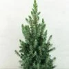 Epinette Blanche - Picea Glauca Conica Blue -Promesse de fleurs Boutique Picea glauca Conica Blue 0684002 1
