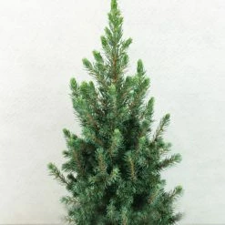 Epinette Blanche - Picea Glauca Conica Blue